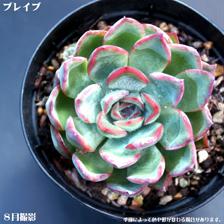 楽天市場】多肉植物【ブルーサプライズ】エケベリア属【インテリア