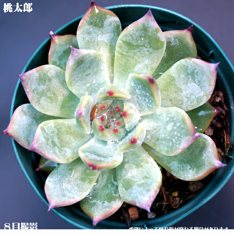 楽天市場】桃太郎（モモタロウ）【デラックス多肉】エケベリア属 多肉