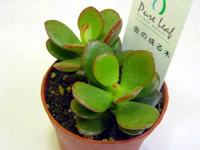 はなこ様おまとめ！✼多肉植物　金のなる木　黄金姫花月木立大きめ抜き苗２ポット①④ 51hNl3sYumL._UF350,350_QL50_.jpg