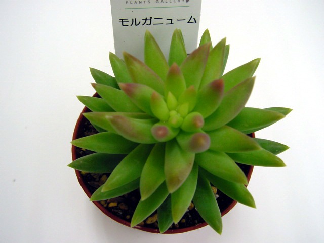 楽天市場】多肉植物【乙女心】(多肉 植物 販売)オトメゴコロ 多肉 観葉