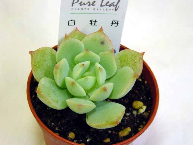 楽天市場】多肉植物【淡雪】(多肉 植物 販売)グラプトペタルム あわ