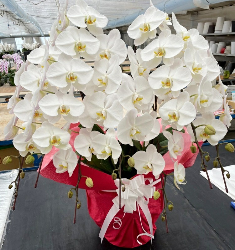 米寿の祝い事に人並み外れたな華を