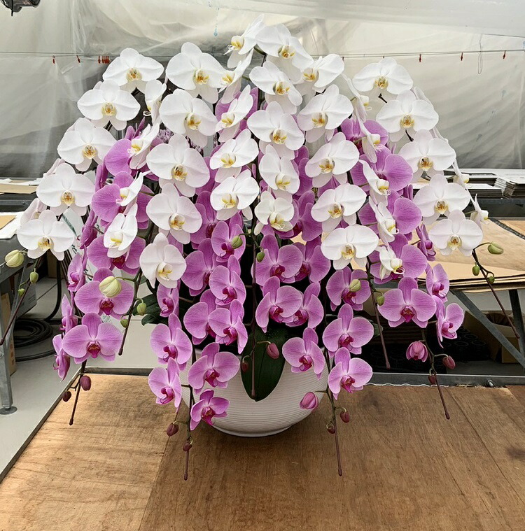 米寿の祝い事に人並み外れたな華を