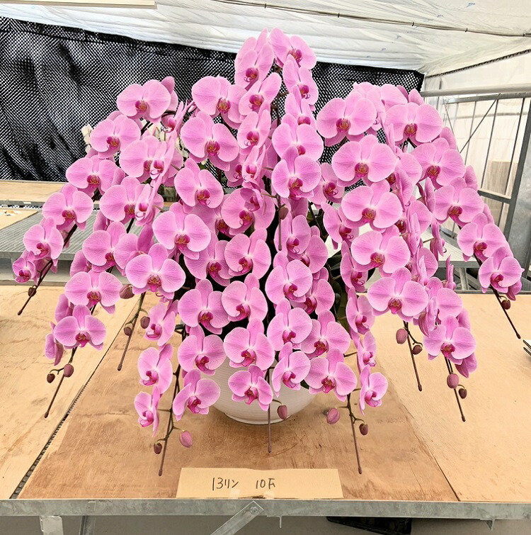米寿の祝い事に人並み外れたな華を