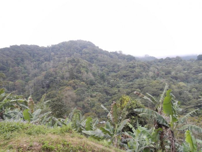 ホンジュラス アレハンドロ 生豆 ロス ヒカケス農園 生豆 コーヒー コーヒー豆 コーヒー生豆 スペシャルティコーヒー ホンジュラスコーヒー Giosenglish Com