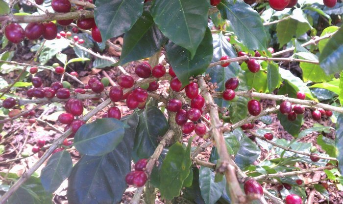 ホンジュラス アレハンドロ 生豆 ロス ヒカケス農園 生豆 コーヒー コーヒー豆 コーヒー生豆 スペシャルティコーヒー ホンジュラスコーヒー Giosenglish Com