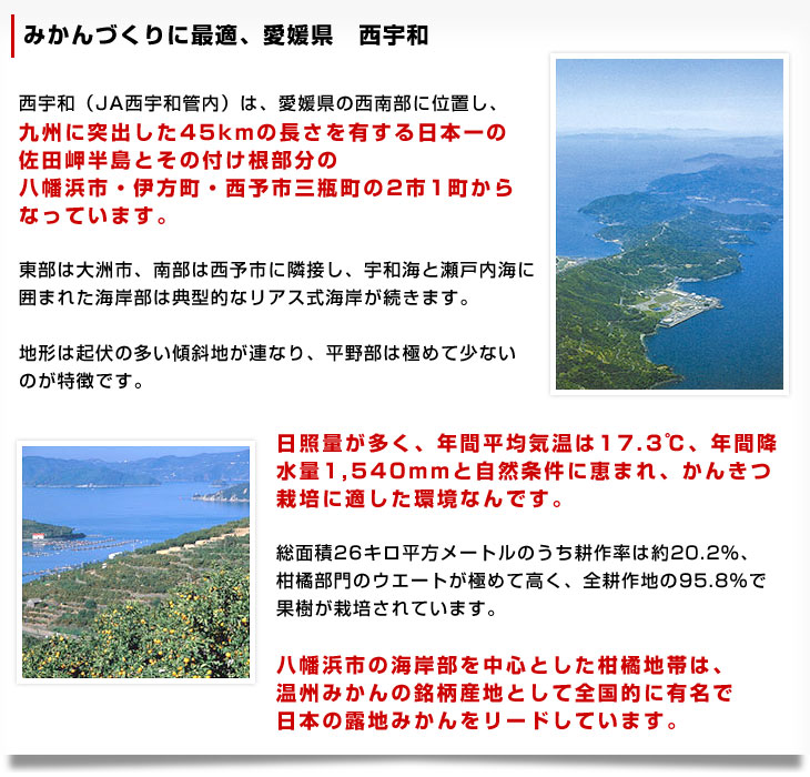 【楽天市場】お一人様2箱まで！愛媛 JAにしうわ「川上みかん」2Lサイズ 約3.2キロ（手詰め21玉）送料無料 みかん ミカン 蜜柑 市場発送