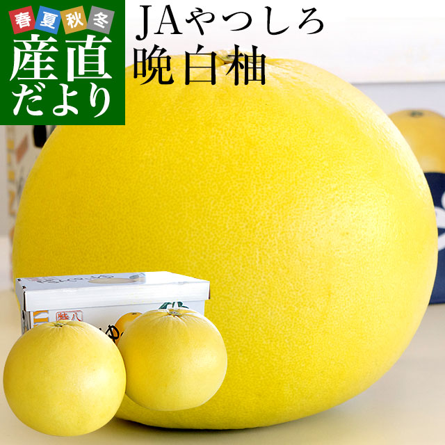 熊本県より産地直送 JAやつしろ 晩白柚 超大玉 ２玉 4から5キロ 送料無料 ばんぺいゆ 最大級 柑橘 八代