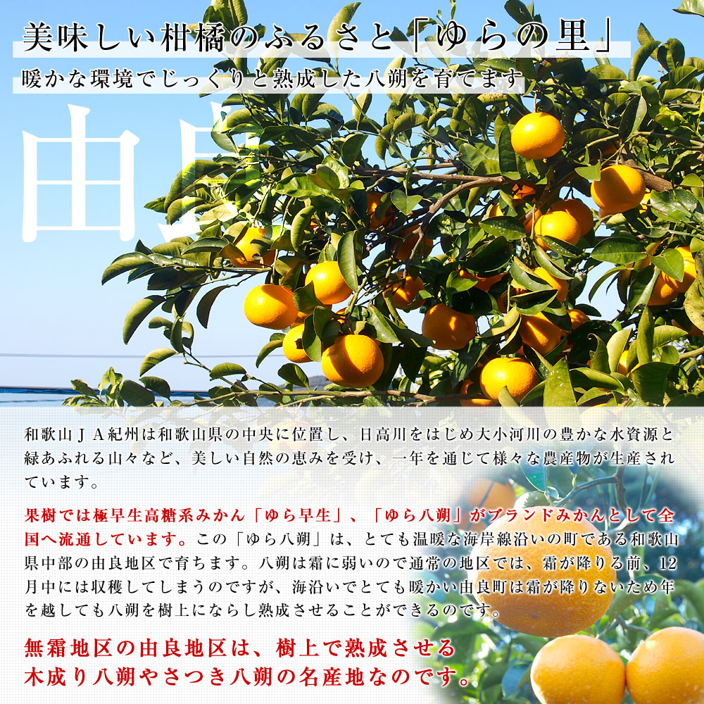 楽天市場 和歌山県より産地直送 Ja紀州ゆら選果場 ゆらはっさく さつき八朔 等級 2つ星以上 ２lからlサイズ 5キロ 12玉から18玉 送料無料 由良はっさく ゆら八朔 4月発送 産直だより