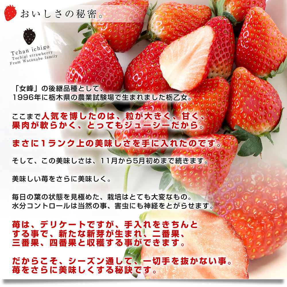 楽天市場 送料無料 栃木県真岡市 究極の栃乙女 最高級のtちゃんいちご 香貴 こうき 厳選の21粒 木箱入り 産直だより イチゴ トチオトメ とちおとめ クール便発送 産直だより