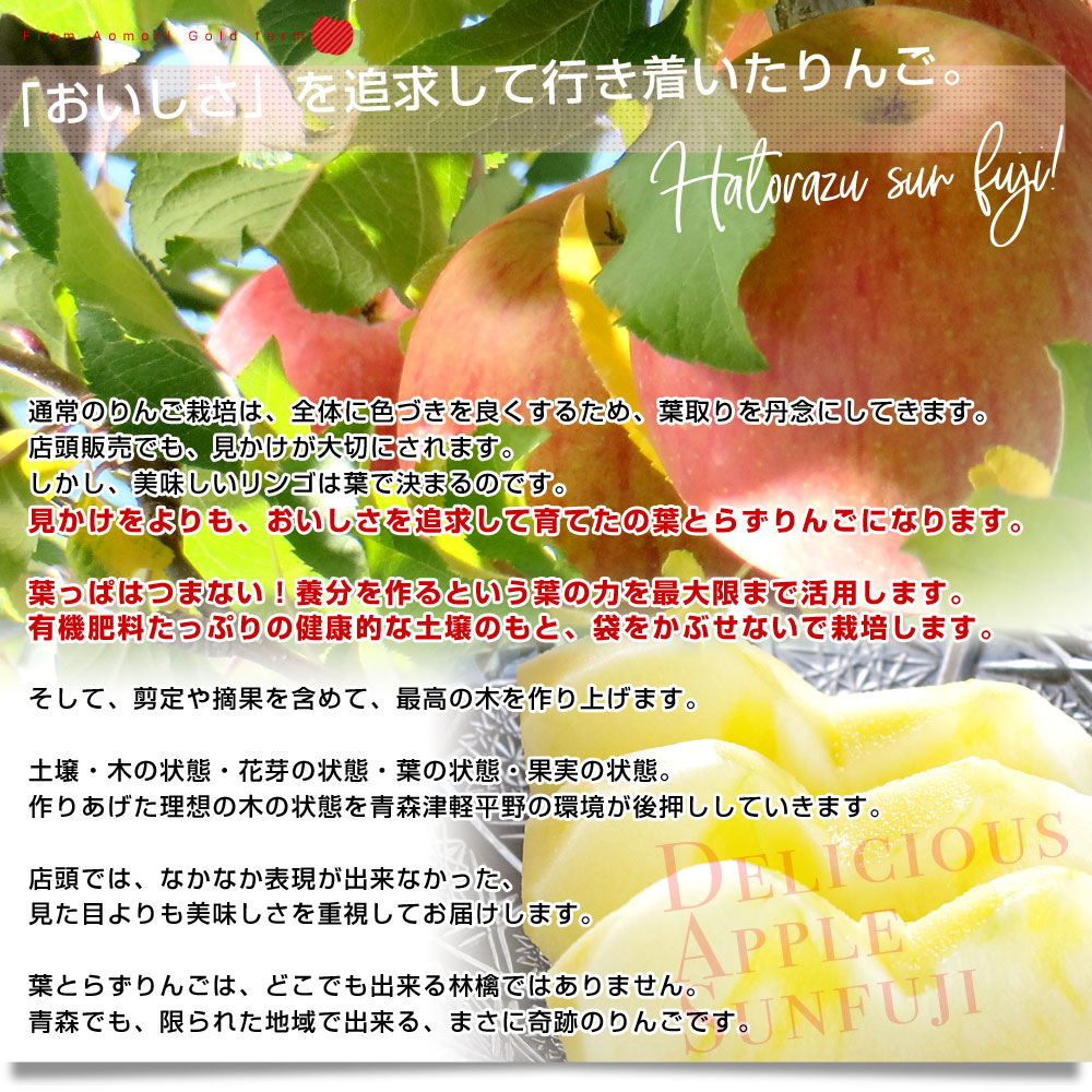 青森県産 ゴールド農園 葉とらずサンふじりんご 弘前 林檎 津軽 送料無料 サンふじ リンゴ (8玉から10玉入) 約3キロ 特秀品 市場発送  フルーツ・果物