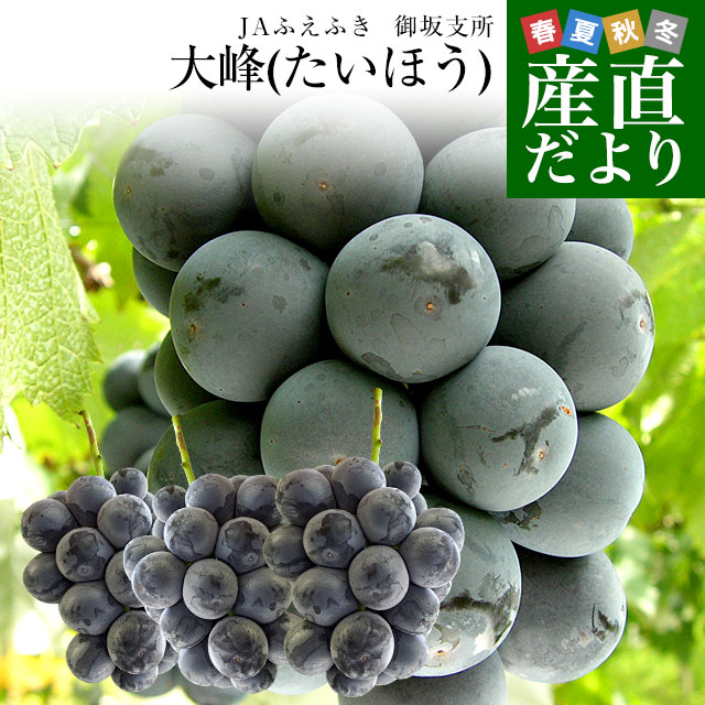 山梨県産　JAふえふき御坂支所　大峰（たいほう）約1.8キロ(3房入り)　黒葡萄　送料無料　クール便　ぶどう　ブドウ　葡萄　市場発送