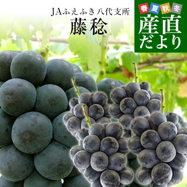 【楽天市場】山梨県産 JAふえふき 八代支所 藤稔(ふじみのり)約2キロ（3房から4房） 送料無料 ぶどう ブドウ 葡萄 クール便：産直だより