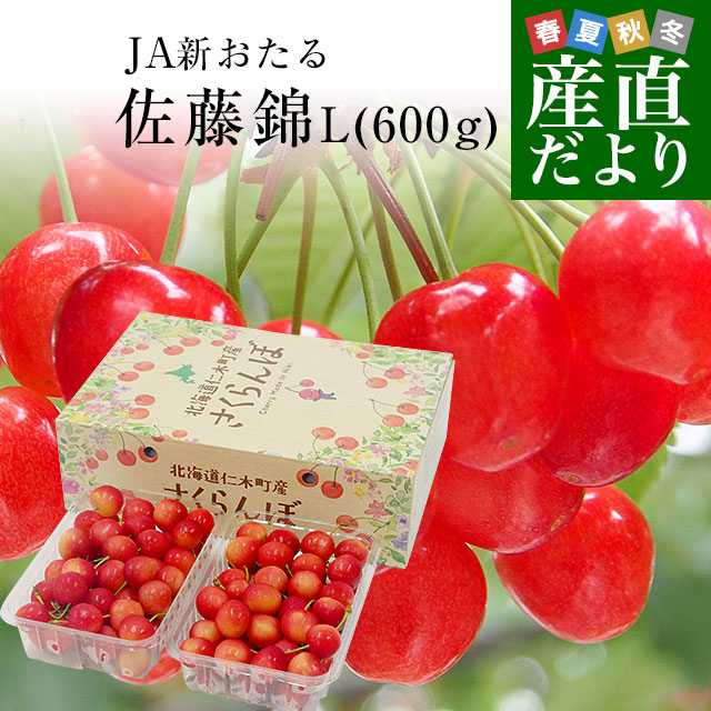 北海道から産地直送 JA新おたる 仁木町のさくらんぼ（佐藤錦） 秀品 Lサイズ 600g（300g×2パック入） 送料無料 サクランボ ※クール便