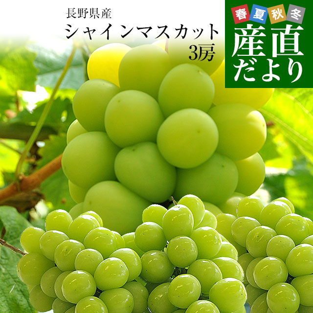 【楽天市場】長野県産 シャインマスカット 約1キロ（2房）送料無料 ぶどう ブドウ 種なしぶどう ギフト 贈り物 クール便発送 : 産直だより