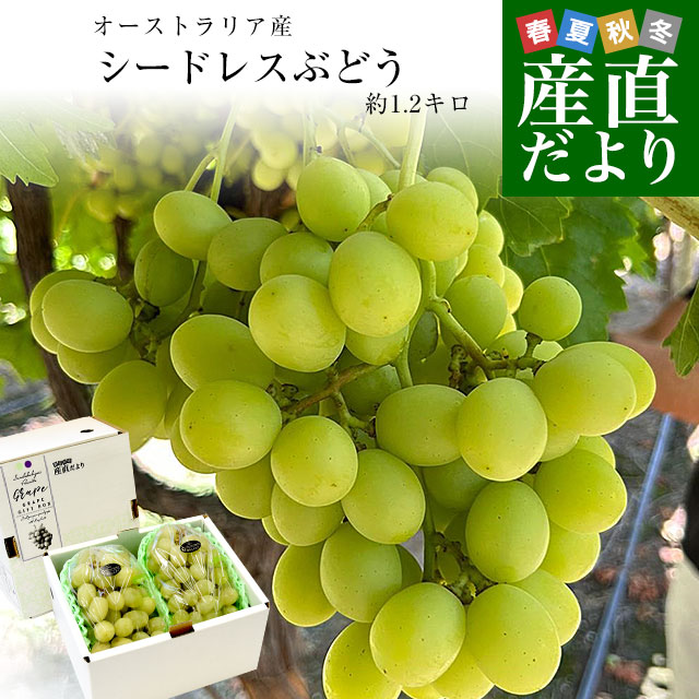 「高評価！」注目のレビュ grape231_0.jpg 果物