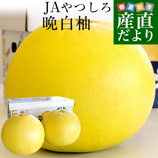楽天市場】【2026年発送】熊本産JAやつしろ 晩白柚 大玉 3玉入り 4キロ
