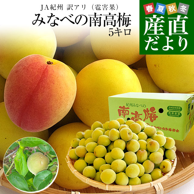 和歌山県産 JA紀州 みなべの南高梅 3Lサイズから2Lサイズ 訳アリ（雹害果） 約5キロ（120玉から180玉前後） 梅 梅干 梅干し 梅酒 梅サワー 梅ジャム うめ ウメ