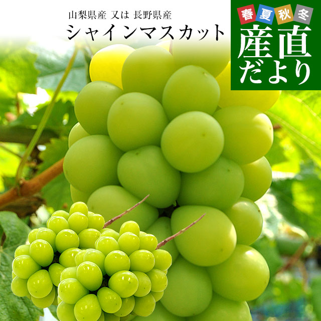高級 長野 シャインマスカット 約4.8kg 7-10房 種なし 皮ごと ぶどう winter-shinemas_05.jpg