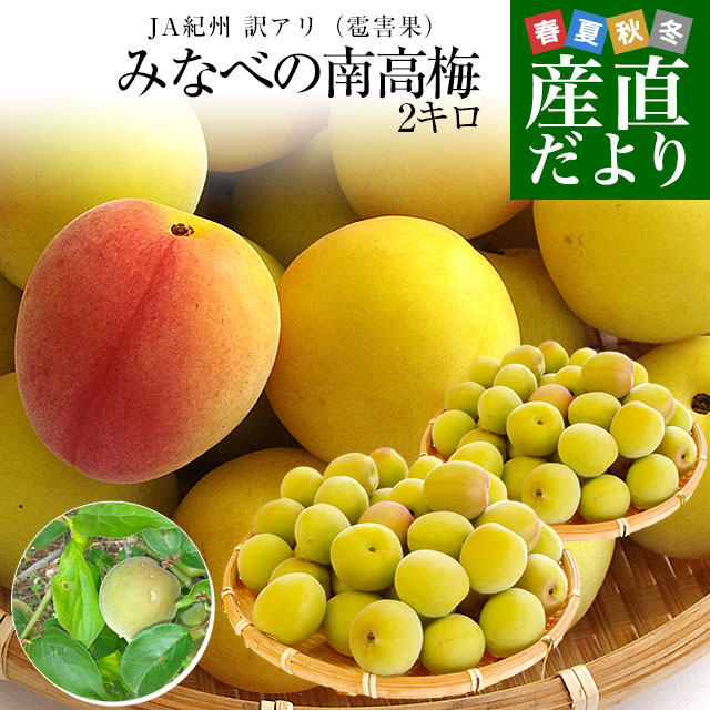 【楽天市場】和歌山県産 JA紀州 みなべの南高梅 3Lサイズから2Lサイズ 訳アリ(雹害果) 約2キロ(50玉から80玉前後) 梅 梅干 ...