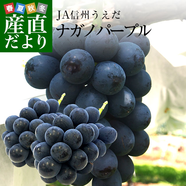 楽天市場 長野県より産地直送 Ja信州うえだ ナガノパープル 1 2キロ 2房から3房 送料無料 ぶどう 葡萄 クール便 産直だより