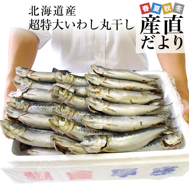 【楽天市場】北海道産 超特大いわし丸干し 巨大キングサイズ 20尾セット 2キロ (1尾100g以上×20尾) 送料無料 ※クール冷凍便:産直だより