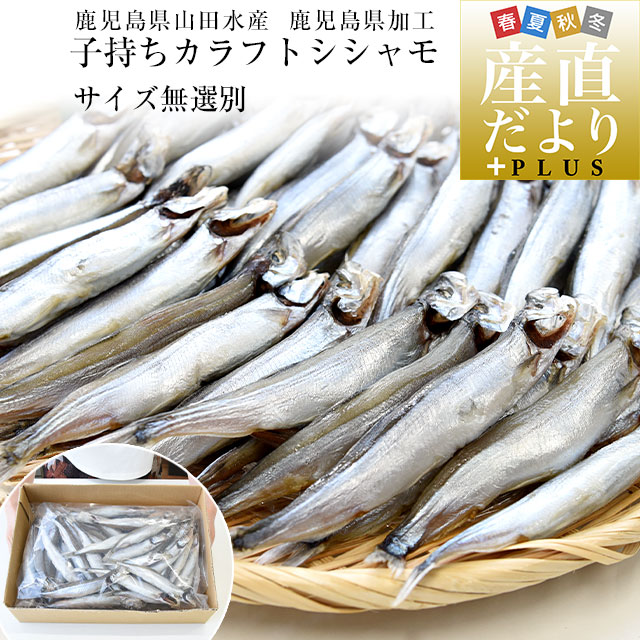 楽天市場】マルハニチロ ししゃも 2L 32尾［ 冷凍 加熱用］ : DON