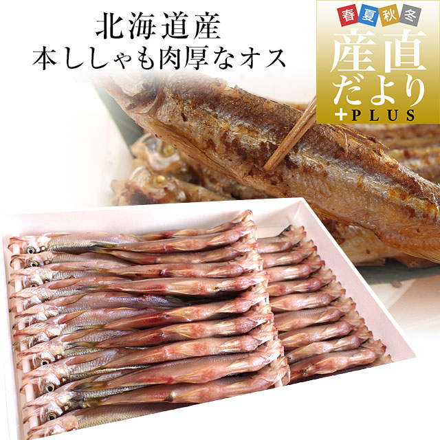 北海道産 本ししゃも 肉厚なオス 30尾入り化粧箱 送料無料 北柳葉魚 本シシャモ　シーフード