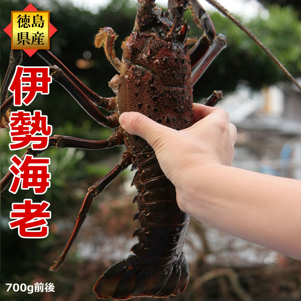 楽天市場】【予約】◇ちょっと訳あり 活伊勢海老（2～5尾で1kg
