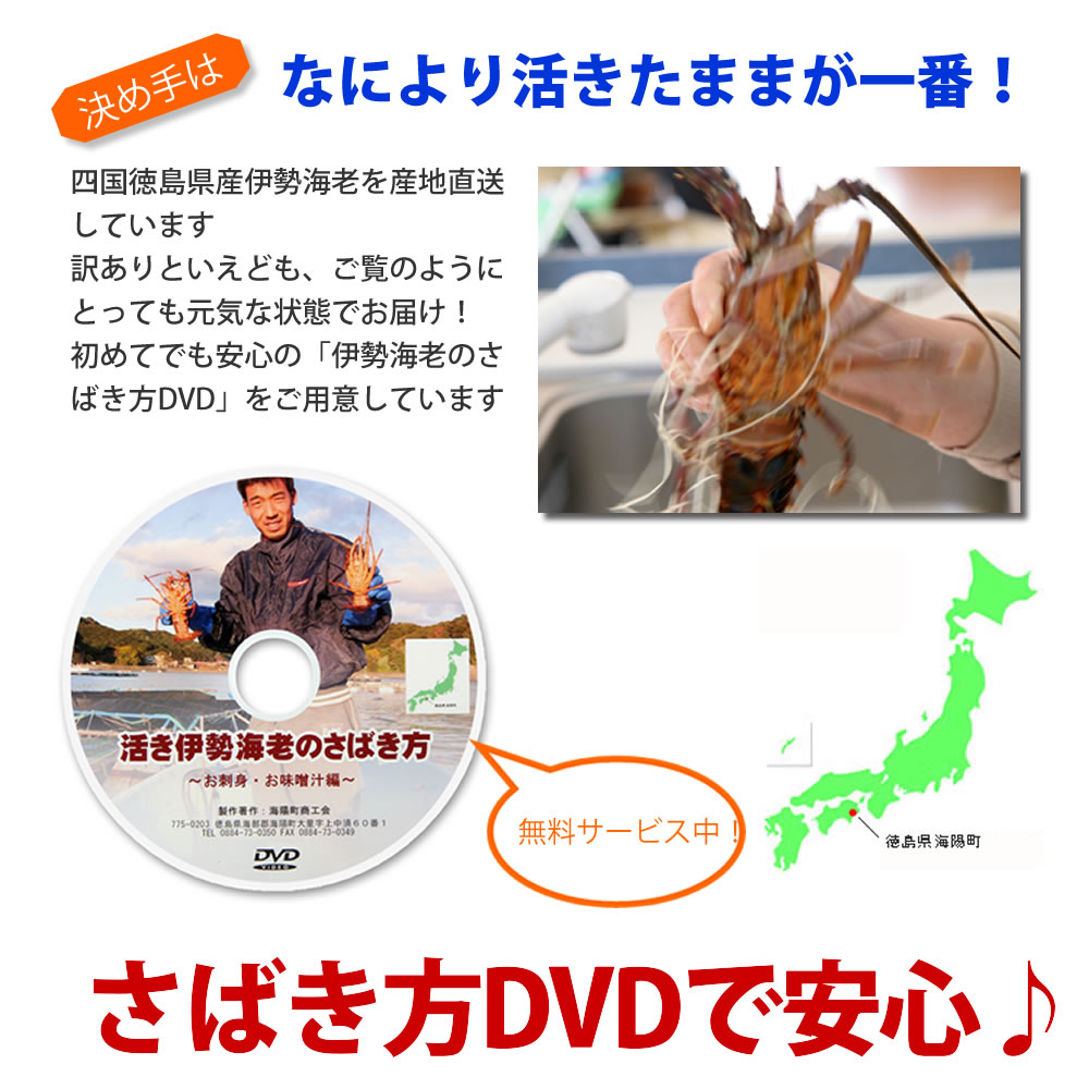 活きたままお届け 大型 活伊勢海老 約400g 1尾 産地直送 刺身 宅配便 長寿祝い 送料込み 21 お年賀 いせえび お歳暮 大晦日 元旦お届け可 徳島県産 コロナ応援 贈答 お祝い用 長寿祝い 伊勢えび いせえび 天然 伊勢エビ イセエビ 刺身 バーベキュー エビ 楽天