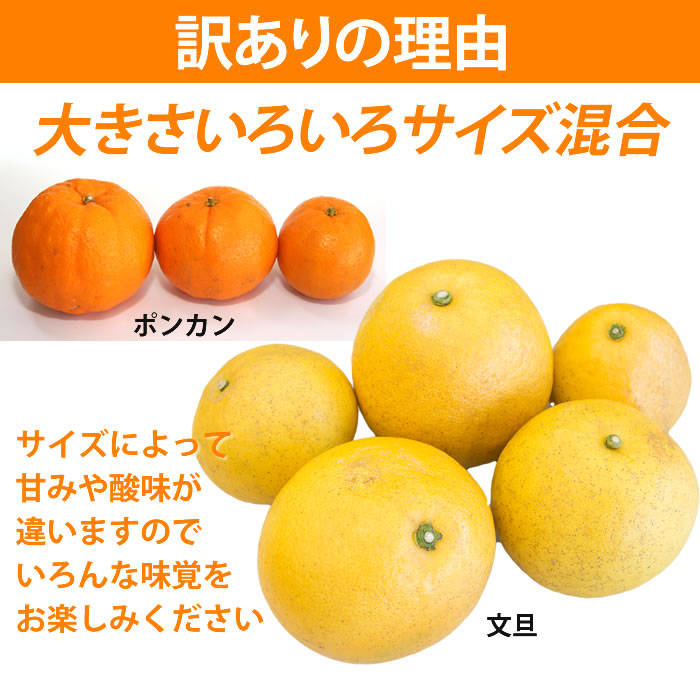 楽天市場 訳あり 土佐ポンカン 土佐文旦 今旬セット10kg 高知県産 産地直送 宅配便 送料込み 高知県産 ご家庭用 フルーツ 果物 みかん ありがとうわくわくの阿波の産直便