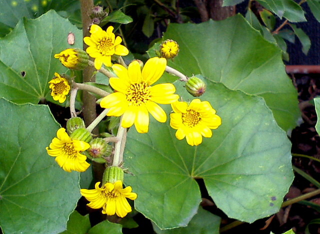 楽天市場 実力も凄い ツワブキは清らかな水のある所に繁茂する植物です ネーミングの面白さと つわぶきの葉をそのままラベル化したデザインが話題の商品 三和酒造 さつま無双 むそう 芋焼酎つわぶき紋次郎 つわぶきもんじろう 25度 1800ml 焼酎 日本酒