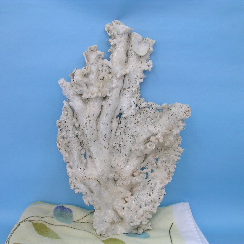 楽天市場】ピンク珊瑚 拝見 置物 原木 宝石サンゴ 珊瑚婚 還暦 誕生日