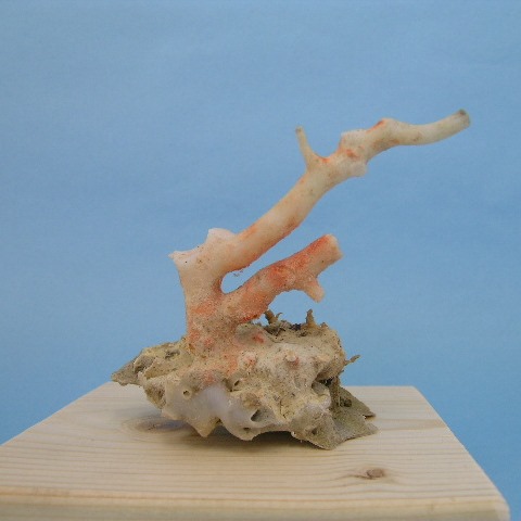 珊瑚の拝見 珊瑚置物 珊瑚 原木 桃珊瑚 宝石珊瑚 インテリア小物
