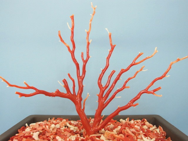 楽天市場】白（ミッド）珊瑚の盆栽風の置き物 艶出し加工済み) 原木