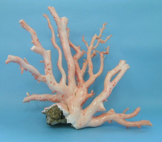 珊瑚の拝見 珊瑚置物 珊瑚 原木 桃珊瑚 宝石珊瑚 インテリア小物