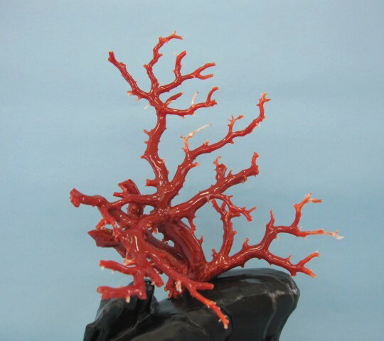 楽天市場】【豪華】桃珊瑚の原木・拝見・置物 黒檀台 置き物 飾り