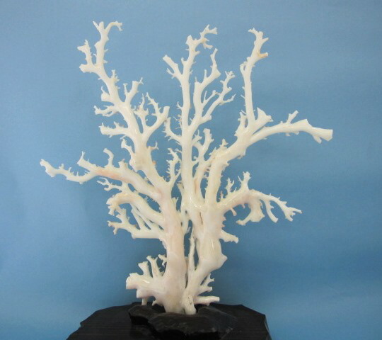 楽天市場】白珊瑚の原木 拝見 置物 艶出し加工済み 黒檀台 『宝石