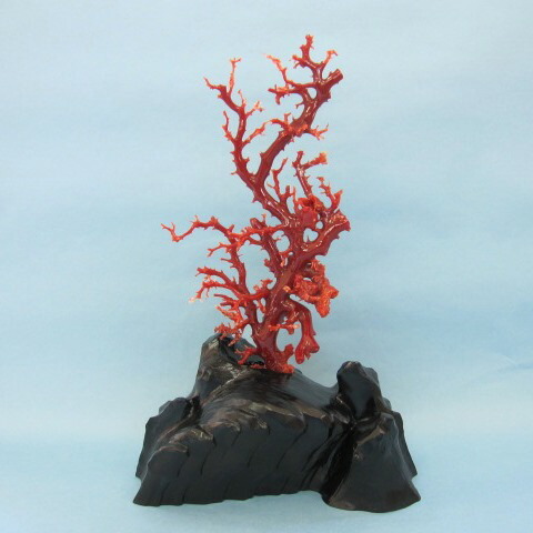 楽天市場】高知沖産血赤珊瑚の拝見 原木 置物 艶出し加工済み 黒檀台