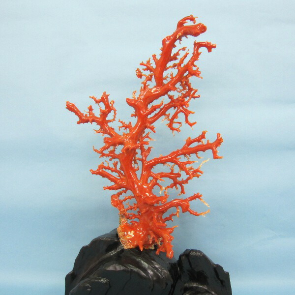 楽天市場】高知沖産血赤珊瑚の拝見 原木 置物 艶出し加工済み 黒檀台