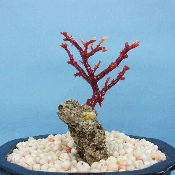 楽天市場】日本・高知産血赤珊瑚の拝見 原木 置物 艶出し加工済み 飾り