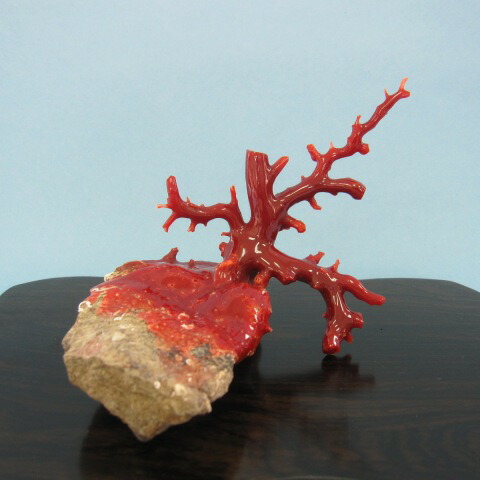 楽天市場】ピンク珊瑚 拝見 置物 原木 宝石サンゴ 珊瑚婚 還暦 誕生日