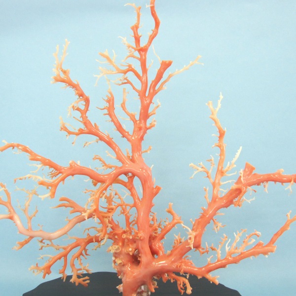 楽天市場 ピンク ガーネ 珊瑚の原木 拝見 置物 艶出し加工済み 黒檀台 宝石サンゴ 珊瑚職人館ー土佐