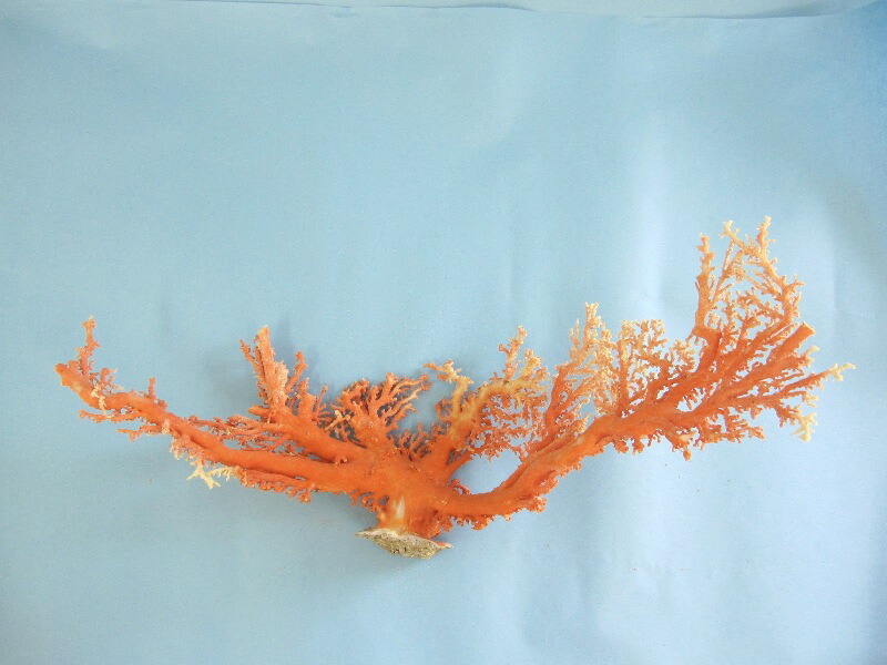 珊瑚　白珊瑚　シナ海珊瑚　宝石珊瑚　インテリア 珊瑚 白珊瑚 シナ海珊瑚 宝石珊瑚 インテリア