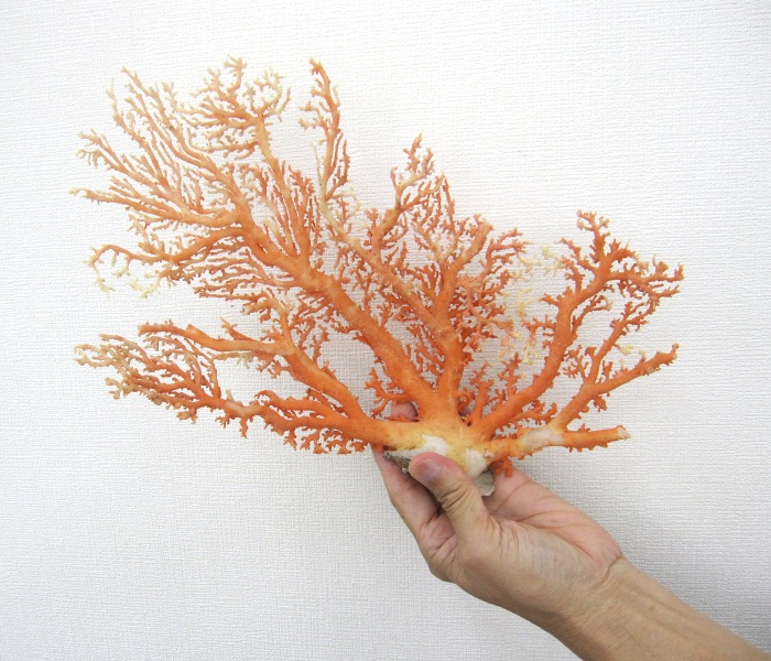 超貴重！白 珊瑚 原木 天然珊瑚 大きい 置物 オブジェ アクアリウム サンゴ