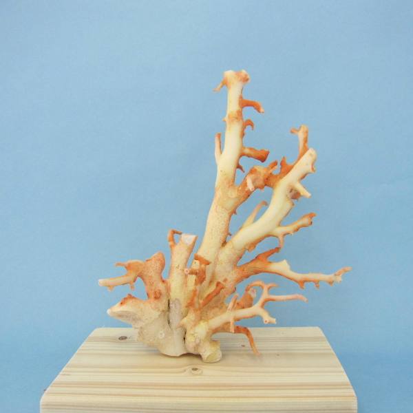 楽天市場】白珊瑚の原木・拝見・置物/艶出し加工済み/『宝石サンゴ