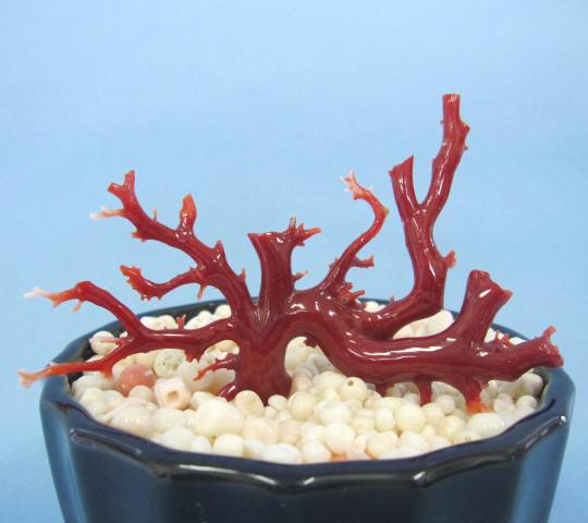 楽天市場】日本・高知沖産血赤珊瑚の拝見・原木・置物（艶出し加工済み