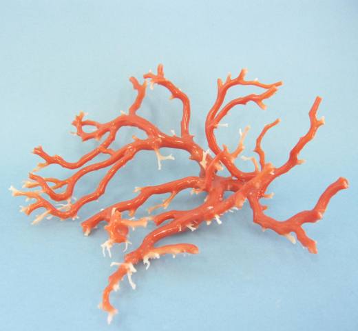 楽天市場】ピンク珊瑚 拝見 置物 原木 宝石サンゴ 珊瑚婚 還暦 誕生日