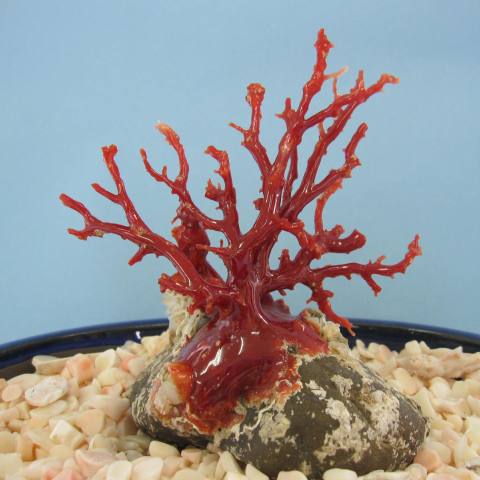 最大80％オフ！ 高知沖産赤珊瑚の拝見 原木 置物 艶出し加工