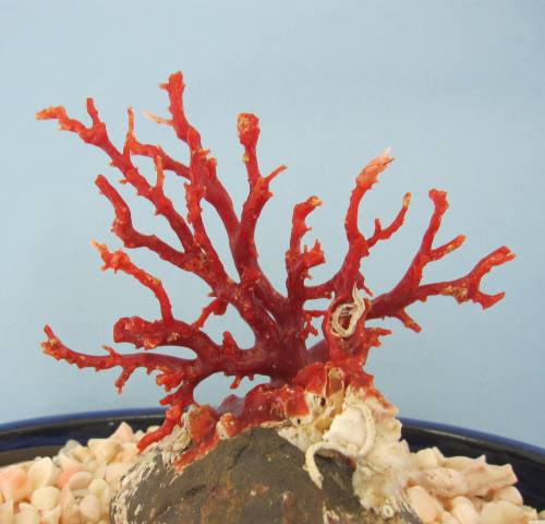 高知沖建設コンミュニズム珊瑚のご覧なさる 原木 外装 為来り光明媚出し製造済み 外装 置物 盆栽風 宝石サンゴ Marchesoni Com Br